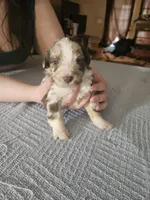 Ramsey, a male Miniature Aussiedoodle for sale in Green Sea, SC – Photo 1 of 2