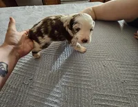 Daenerys, a female Miniature Aussiedoodle for sale in Green Sea, SC – Photo 2 of 3