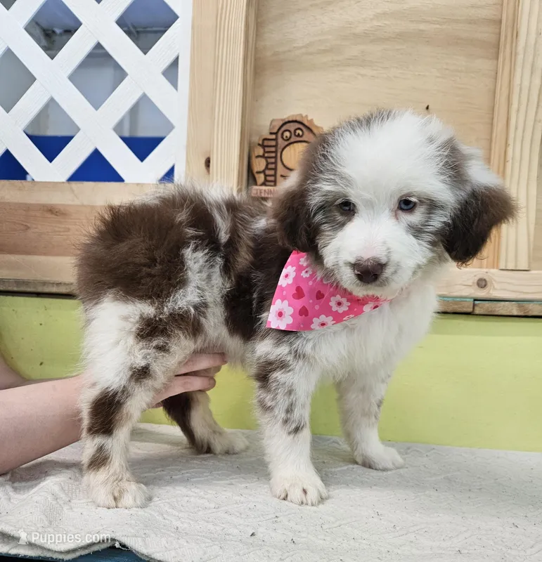 Daenerys – Miniature Aussiedoodle puppy for sale in Green Sea, SC