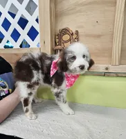 Daenerys, a female Miniature Aussiedoodle for sale in Green Sea, SC – Photo 5 of 5