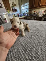 Daenerys, a female Miniature Aussiedoodle for sale in Green Sea, SC – Photo 3 of 3