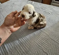 Daenerys, a female Miniature Aussiedoodle for sale in Green Sea, SC – Photo 1 of 3