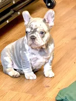 2 Face, a male French Bulldog for sale in Walden, NY – Photo 5 of 6