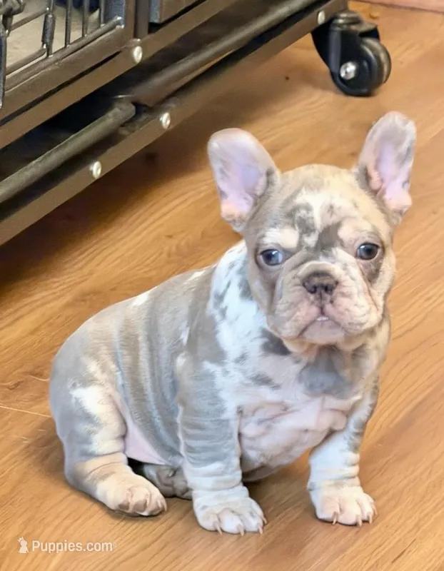 2 Face – French Bulldog puppy for sale in Walden, NY