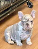2 Face, a male French Bulldog for sale in Walden, NY – Photo 1 of 6