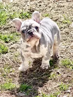 2 Face, a male French Bulldog for sale in Walden, NY – Photo 6 of 6