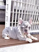 2 Face, a male French Bulldog for sale in Walden, NY – Photo 3 of 6