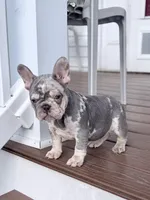 2 Face, a male French Bulldog for sale in Walden, NY – 8 of 10