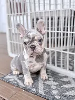 2 Face, a male French Bulldog for sale in Walden, NY – 10 of 10