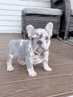 2 Face, a male French Bulldog for sale in Walden, NY – Photo 4 of 6