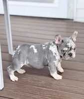 2 Face, a male French Bulldog for sale in Walden, NY – 3 of 10