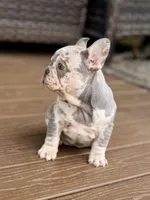 2 Face, a male French Bulldog for sale in Walden, NY – Photo 2 of 6