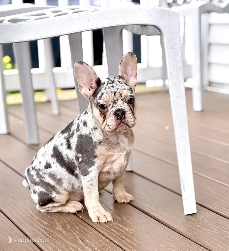 Star, a female French Bulldog for sale in Walden, NY – 1 of 7