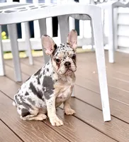 Star, a female French Bulldog for sale in Walden, NY – 1 of 7