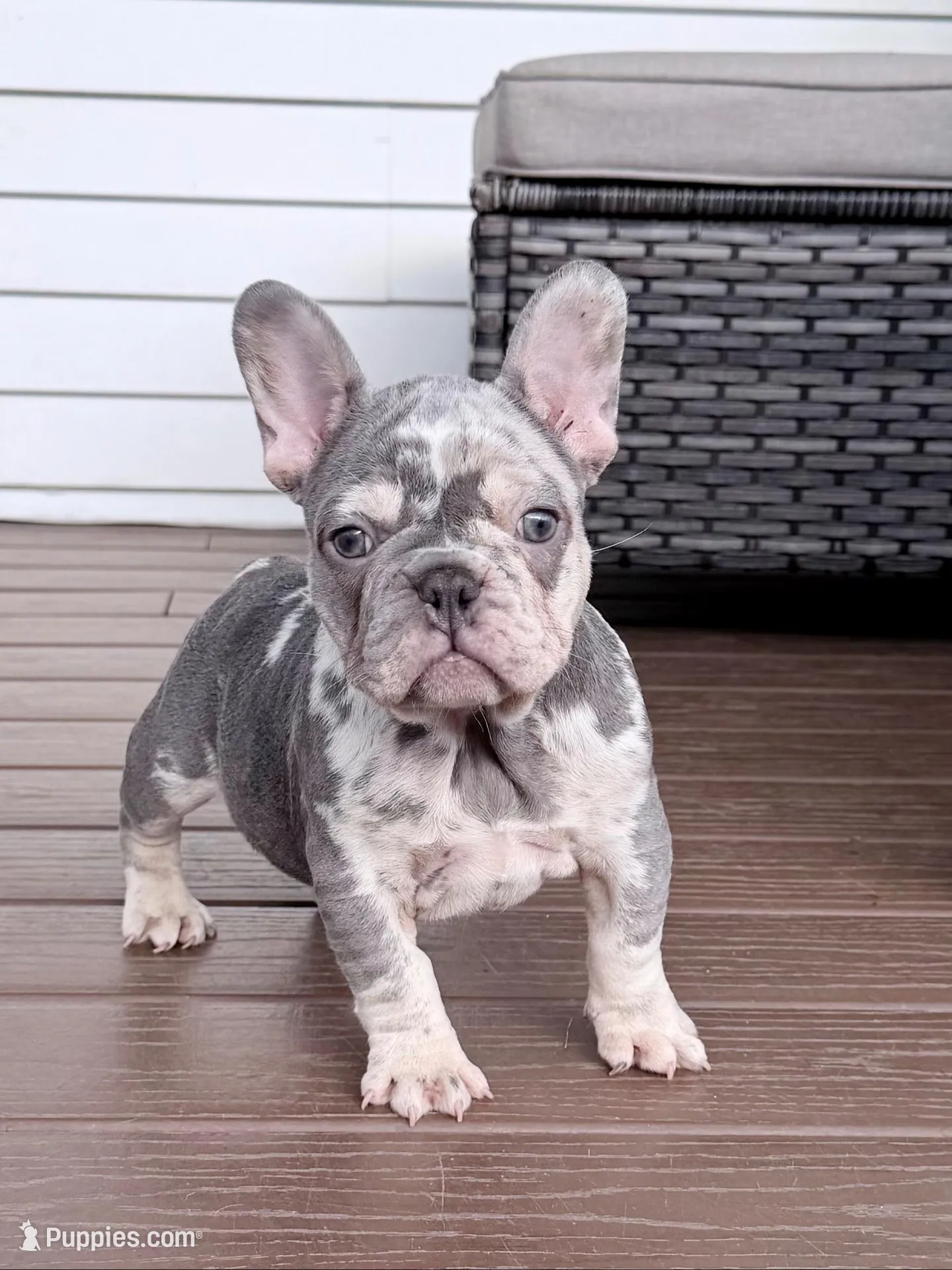 2 Face, a male French Bulldog for sale in Walden, NY – 9 of 10