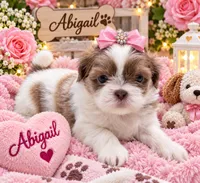 Abigail, a female Shih Tzu for sale in Walden, NY – 1 of 1
