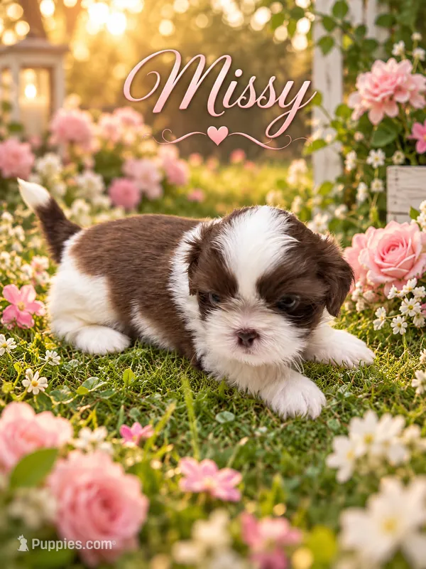 Missy – Shih Tzu puppy for sale in Walden, NY
