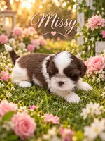Missy, a female Shih Tzu for sale in Walden, NY – 1 of 1