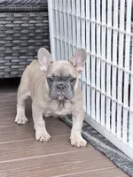 Max, a male French Bulldog for sale in Walden, NY – Photo 3 of 4