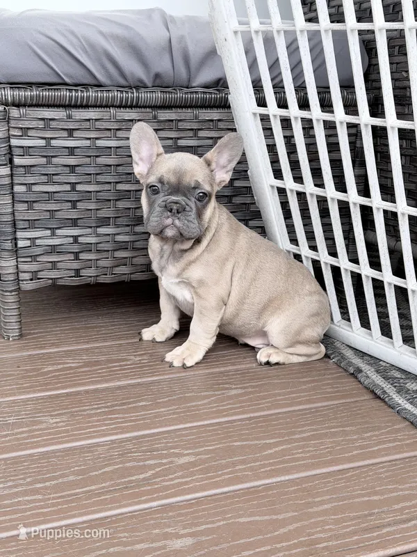 Max – French Bulldog puppy for sale in Walden, NY