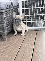 Max, a male French Bulldog for sale in Walden, NY – Photo 2 of 4