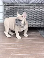 Max, a male French Bulldog for sale in Walden, NY – Photo 4 of 4