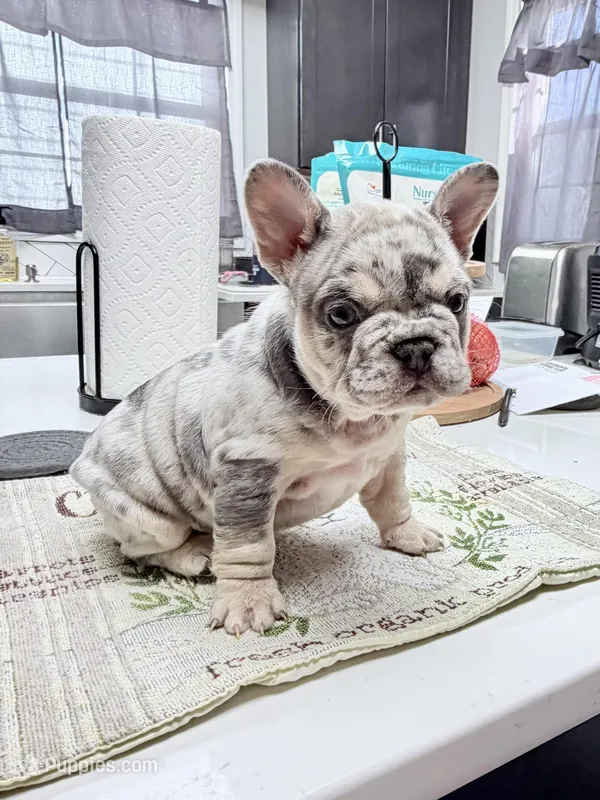 Sammy – French Bulldog puppy for sale in Walden, NY