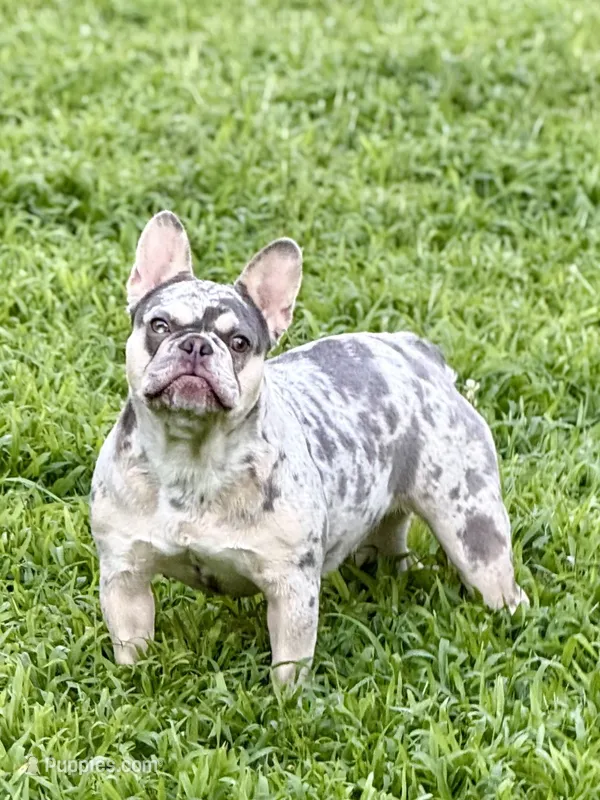 Gigi – French Bulldog puppy for sale in Walden, NY