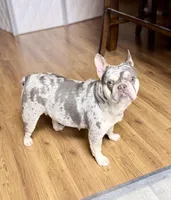 Gigi, a female French Bulldog for sale in Walden, NY – Photo 2 of 4