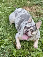 Gigi, a female French Bulldog for sale in Walden, NY – Photo 4 of 4