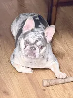 Gigi, a female French Bulldog for sale in Walden, NY – Photo 3 of 4