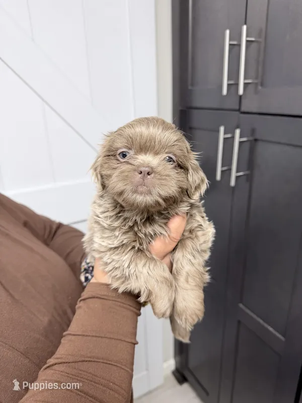 Hendrick – Shih Tzu puppy for sale in Walden, NY