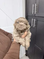 Hendrick, a male Shih Tzu for sale in Walden, NY – Photo 1 of 2