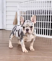 Star, a female French Bulldog for sale in Walden, NY – 2 of 7