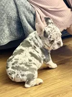 Star, a female French Bulldog for sale in Walden, NY – 4 of 7