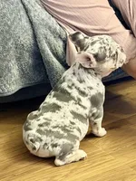 Star, a female French Bulldog for sale in Walden, NY – 5 of 7