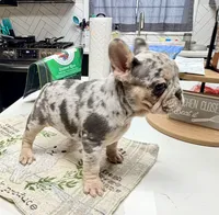 Star, a female French Bulldog for sale in Walden, NY – Photo 2 of 5