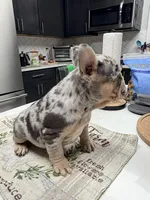 Star, a female French Bulldog for sale in Walden, NY – Photo 3 of 5