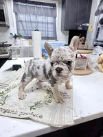 Star, a female French Bulldog for sale in Walden, NY – Photo 5 of 5