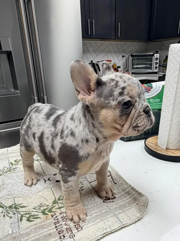 Star – French Bulldog puppy for sale in Walden, NY