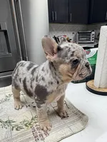 Star, a female French Bulldog for sale in Walden, NY – Photo 1 of 5