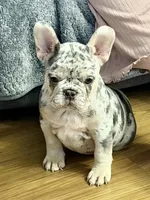 Star, a female French Bulldog for sale in Walden, NY – 3 of 7