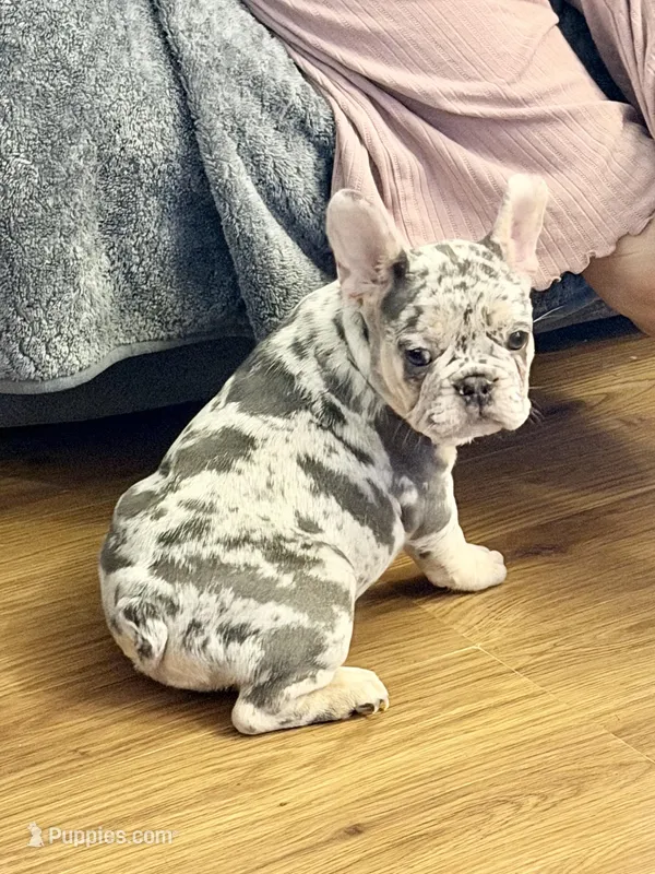 Star – French Bulldog puppy for sale in Walden, NY