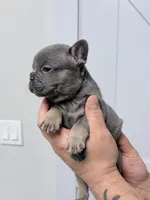 Titan, a male French Bulldog for sale in Walden, NY – Photo 3 of 4