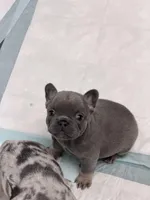 Titan, a male French Bulldog for sale in Walden, NY – Photo 4 of 4