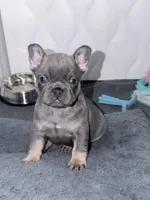 Titan, a male French Bulldog for sale in Walden, NY – Photo 1 of 5
