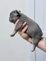 Titan, a male French Bulldog for sale in Walden, NY – Photo 2 of 4