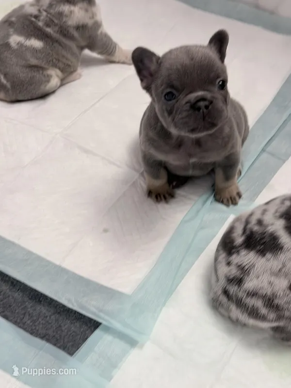 Titan – French Bulldog puppy for sale in Walden, NY
