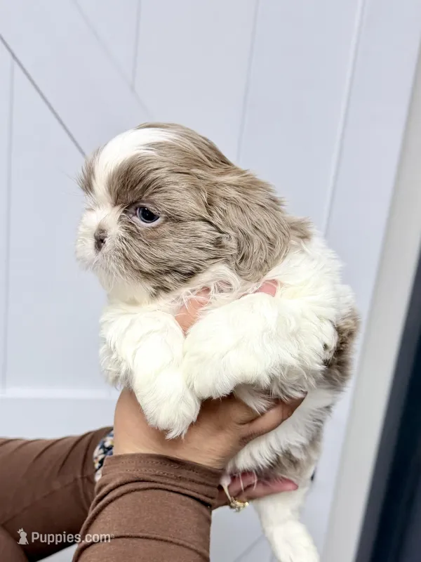 Roman – Shih Tzu puppy for sale in Walden, NY