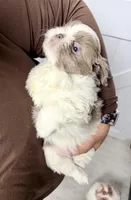 Roman, a male Shih Tzu for sale in Walden, NY – Photo 3 of 4